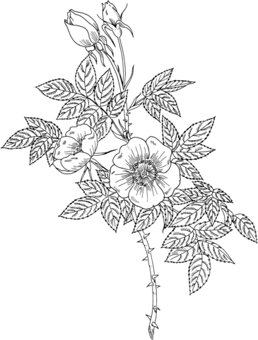 Detaljeret rose med blade tegning - farvelægning