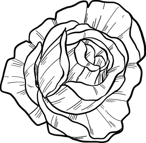 Rose hovede tegning - farvelægning