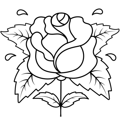 Rose tegning med vand på - farvelægning