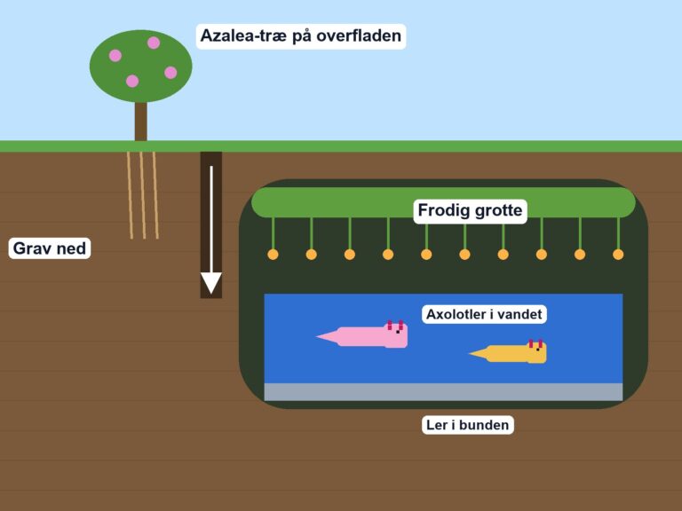 Tegning af jorden set fra siden: et azalea-træ på overfladen, en gang ned og en frodig grotte med to axolotler i vandet over et lag ler
